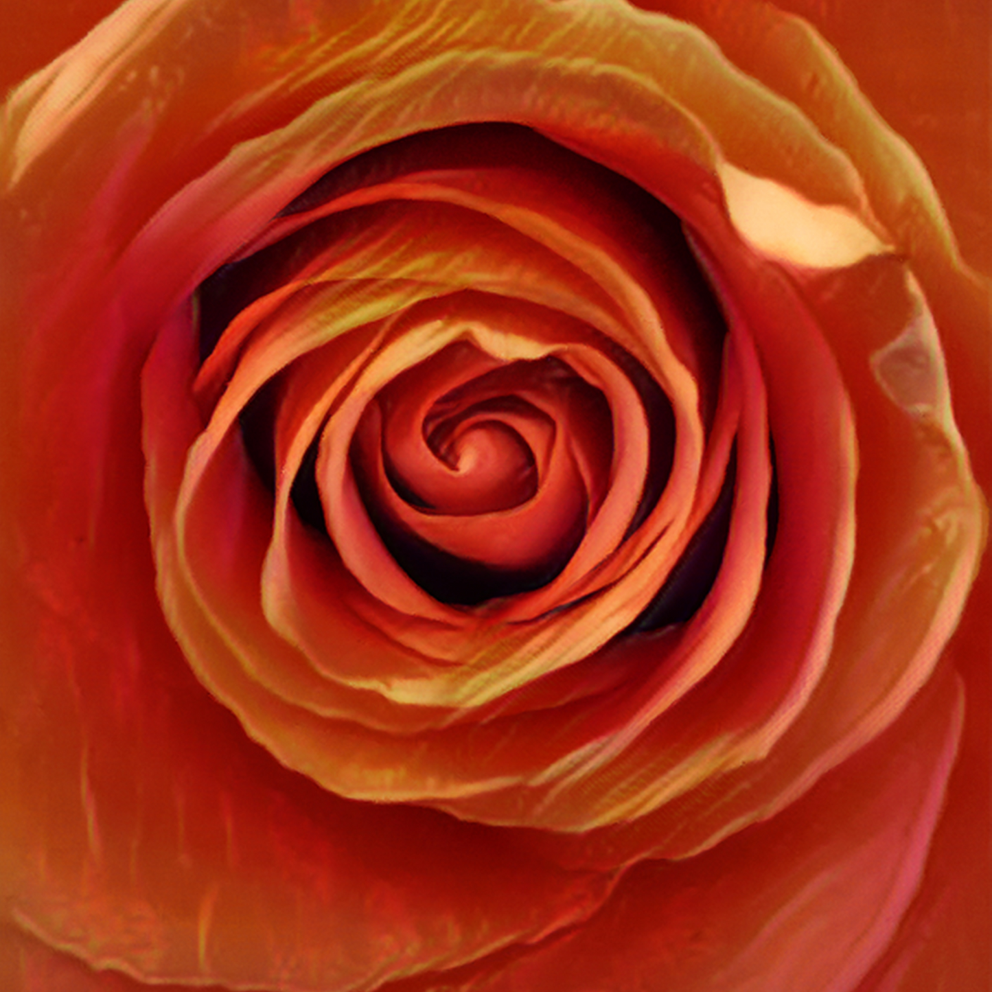 Kissen - Rose rot